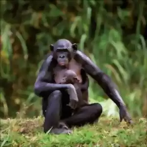شامپانزه‌‌های مادر برای پسر خود، همسر انتخاب می‌کنند!