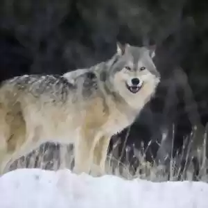 چگونه گرگ‌ها با شکار خود طبیعت را می‌سازند؟