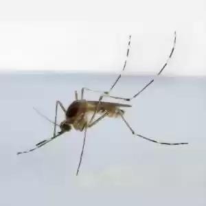 دلیل اصلی وزوز پشه‌ها چیست؟