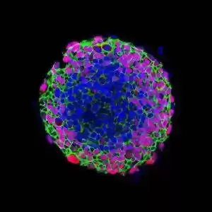 موفقیتی جدید در تحقیق بر روی سلول بنیادی