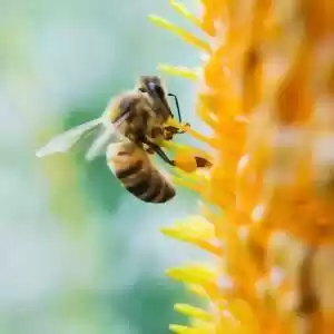 سکوت عجیب زنبورها در زمان خورشیدگرفتگی!
