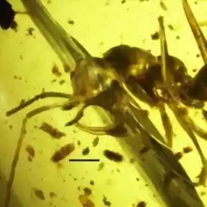 مورچه‌ای که ۹۸ میلیون سال‌ در کهربا است.