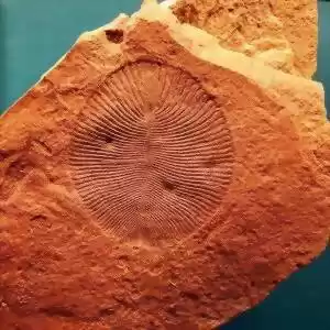 کشف قدیمی‌ترین جانور زمینی