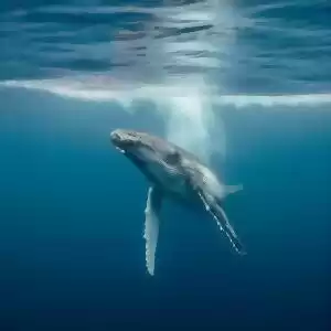 درک بهتر یادگیری تکاملی با آوازخوانی نهنگ‌ها