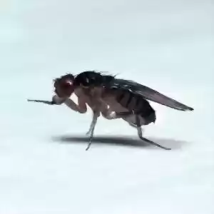 حشرات نیز درد را حس می‌کنند