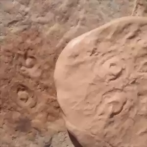دو فسیل متعلق به دوره‌ی ادیاکاران کشف شد.