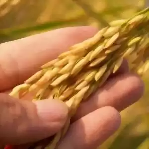 تولید برنجی تراریخته برای درمان فشارخون بالا