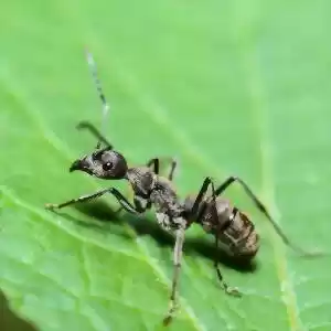 رفتار بسیار جالب بک نوع مورچه