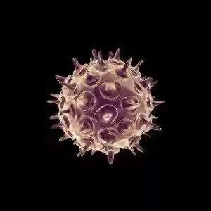 مفهوم زنده بودن؛ آیا ویروس‌ها زنده‌اند؟