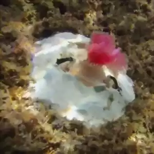 صخره‌ی مصنوعی مرجانی، محافظی برای گونه‌های زیستی