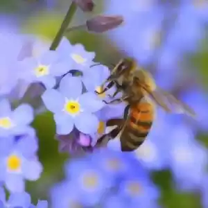 رنگ مورد علاقه‌ی زنبورها چیست؟