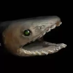 کوسه‌ای با ۳۰۰ دندان در اعماق دریا دیده شد.