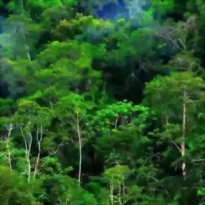 با وجود کمبود فسفر جنگل‌های گرمسیری چگونه رشد می‌کنند؟