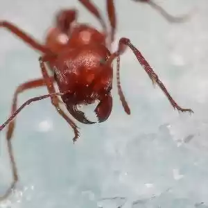 حمله‌ی مورچه‌های قرمز آتشین به مناطقی از استرالیا