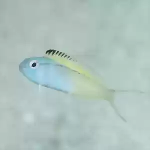 ماده‌ای مخدر در نیش ماهی کوچک ترسو
