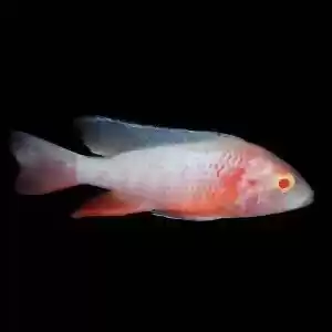 اسرار تنوع غیر ژنتیکی در گونه‌ای ماهی