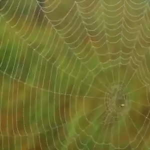 ویژگی عجیب تار عنکبوت
