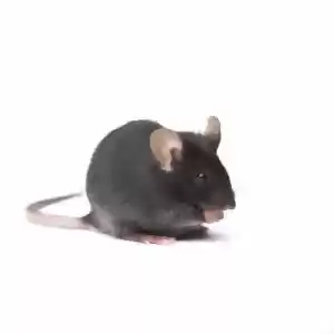 کشف مکانیزم فرمان مغز در موشها