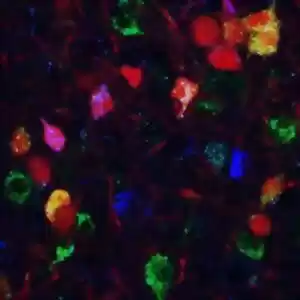 چه چیز باعث ایجاد ارتباط بین سلول‌ها می‌شود؟