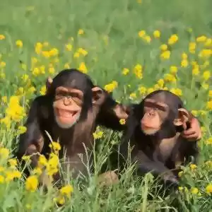مشاهده‌ی نقش پُررنگ بخشندگی در جامعه‌ی شامپانزه‌ها
