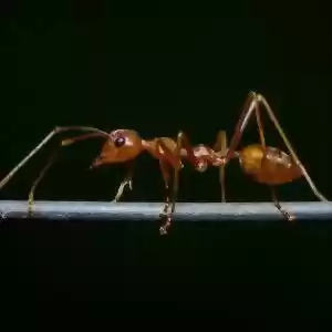 مدیریت ترافیک مورچه‌ها بهتر از انسان‌ها است