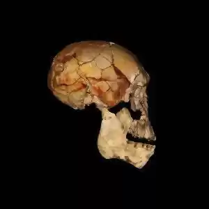 توضیح منشأ تکاملی ابتدایی مغز انسان