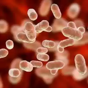 چرا برخی از باکتری‌ها، ما را مسموم می‌کنند؟