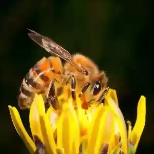 زنبورهای عسل خنگ‌تر، کارگرهای بهتر