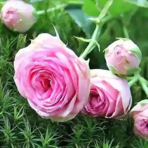 نجات بوی گمشده‌ی گل‌های رُز