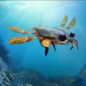 زیبای متعجب؛ عجیب‌ترین خرچنگ دنیا!