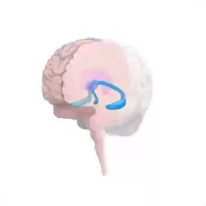 ناحیه‌ای از مغز که با رفتارهای پُرخطر ارتباط دارد!