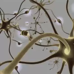 رسم نقشه‌ی دستگاه عصبی اُرگانیسمی زنده