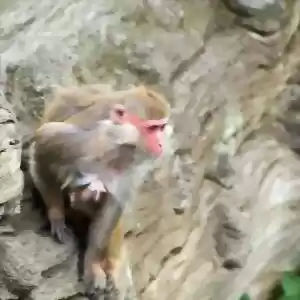 برخی میمون‌ها مستعد منزوی‌شدن هستند.