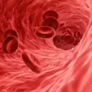 کدام قسمت جریان خون را در بدن فرماندهی می‌کند؟