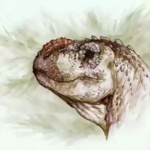 گونه‌ی جدیدی از دایناسورها در آرژانتین کشف شد