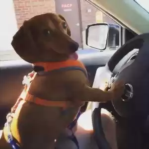 سگ‌ها را در فصل تابستان در خودرو رها نکنید!