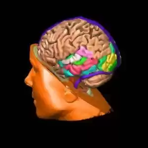 چه عواملی در پیری مغز دخیل هستند؟