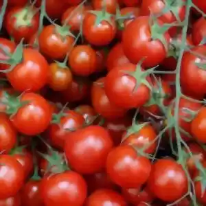پرورش گوجه فرنگی‌های بهتر با ویرایش ژنی‌