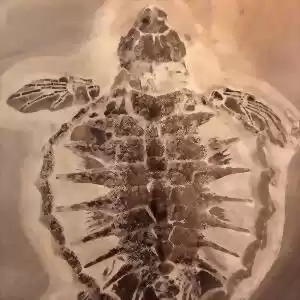 رنگ‌دانه‌های پوستی لاک‌پشت‌هایی با قدمت ۵۴ میلیون ساله کشف شد.