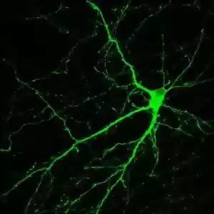 احیای نورون‌ها در ناحیه‌ی غیرمعمول مغز