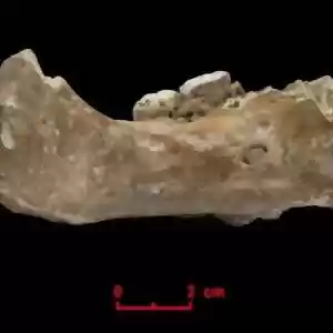 استخوان ۱۶۰ هزار ساله‌ی انسان