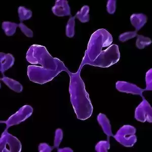 نقش آنتی‌بادی‌ها در تبدیل سلول‌های پوستی به سلول‌های بنیادی