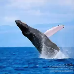 تجمع مشکوک نهنگ‌های کوهان‌دار!