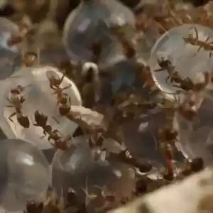جلبک‌ها بر علیه مورچه‌ها