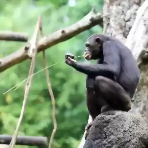شامپانزه‌ها می‌توانند قواعد بازی «سنگ، کاغذ، قیچی» را درک کنند.