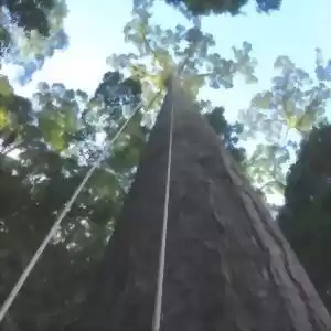 کشف بلندترین درخت گرمسیری جهان 