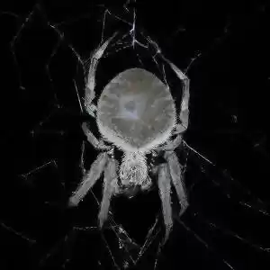 بررسی حالت چرخشی تار عنکبوت‌ها