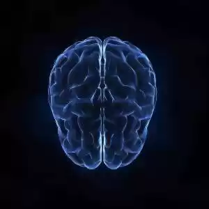 مغز انسان خاصیت مغناطیسی دارد!