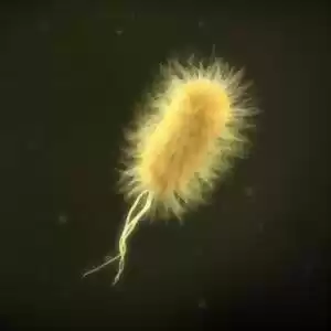 ویژگی عجیبی در باکتری‌ها