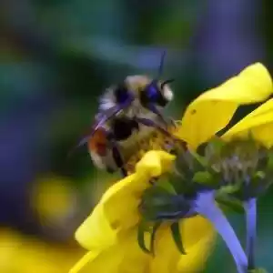 تاثیر نوعی علف‌کُش بر زنبورها!